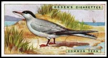 42 Common Tern
